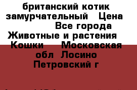 британский котик замурчательный › Цена ­ 12 000 - Все города Животные и растения » Кошки   . Московская обл.,Лосино-Петровский г.